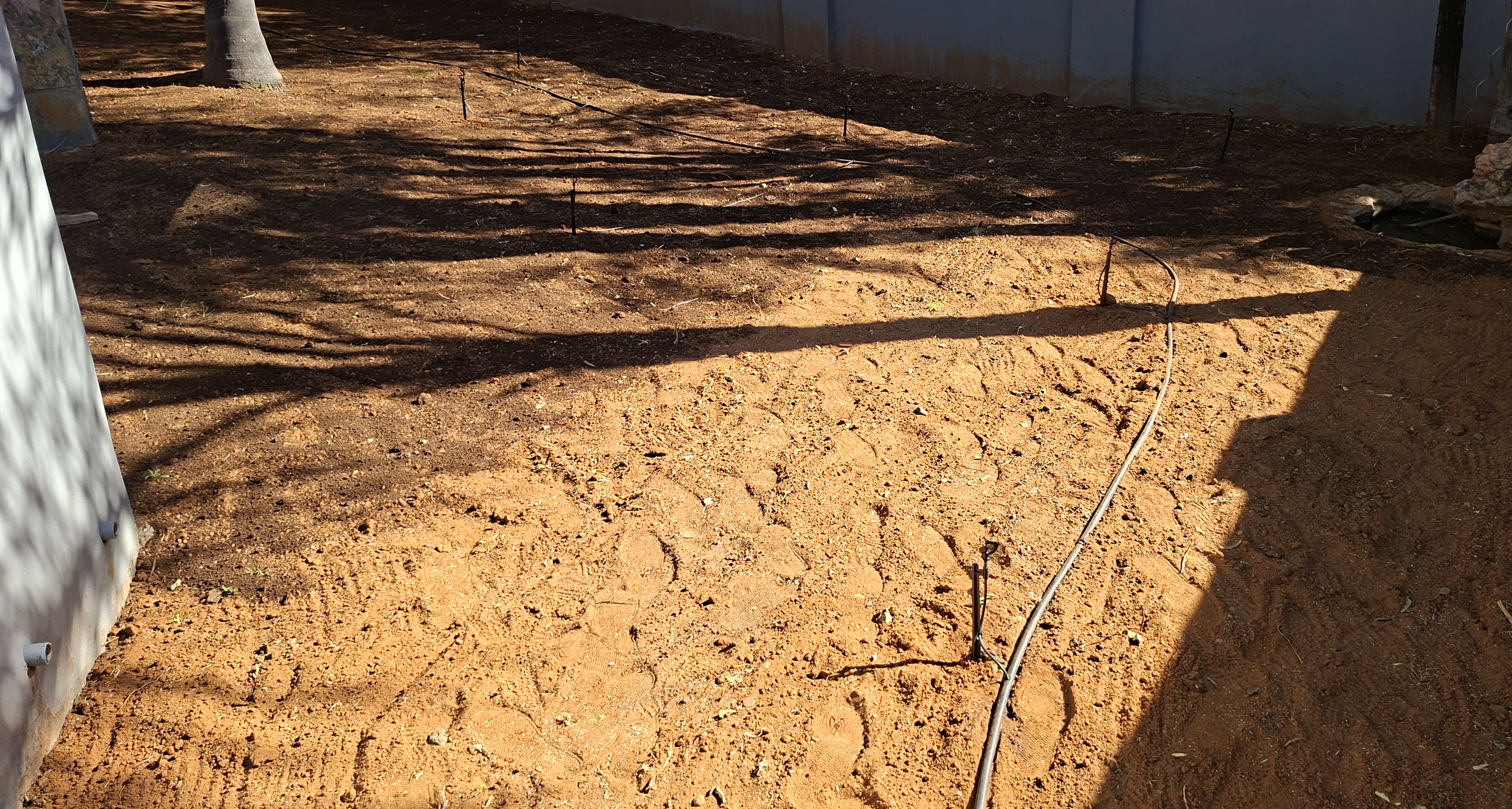 Lawn planting project